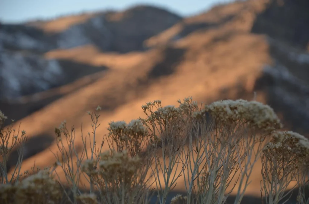 Close up of the desert with flowers next to it.